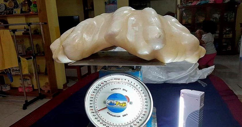 rybak-vylovil-gigantskuyu-zhemchuzhinu-vesom-34-kg-i-stoimostyu-100-mln-quibbll-cover