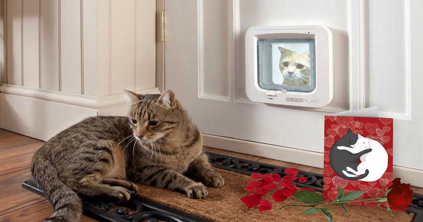«Умная» дверца для кошек SureFlap