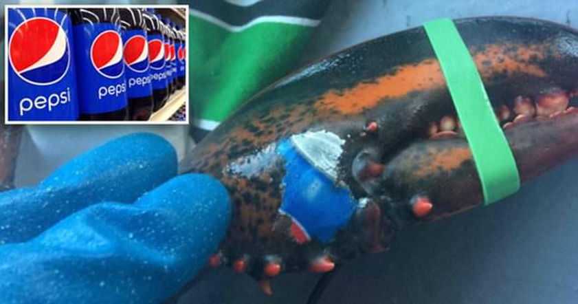 v-kanade-slovili-lobstera-s-tatuirovkoj-v-vide-logotipa-pepsi-quibbll.com-cover