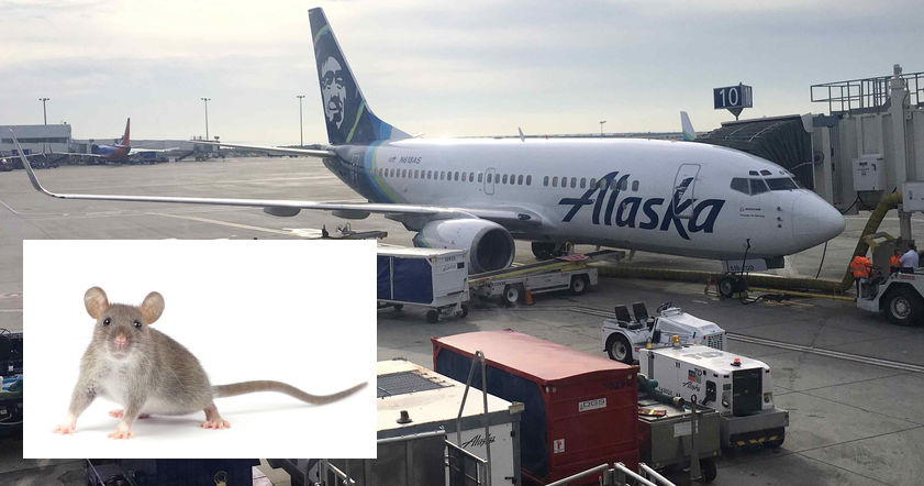 Крыса сорвала авиарейс Alaska Airlines