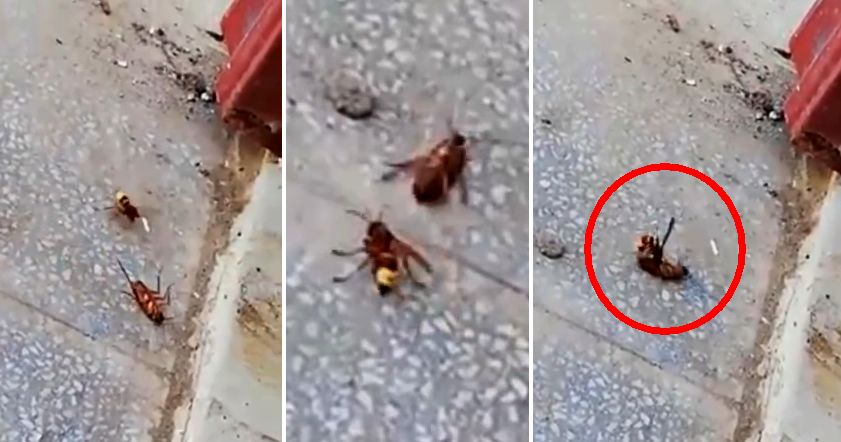 Смертельная схватка шершня и таракана попала на видео