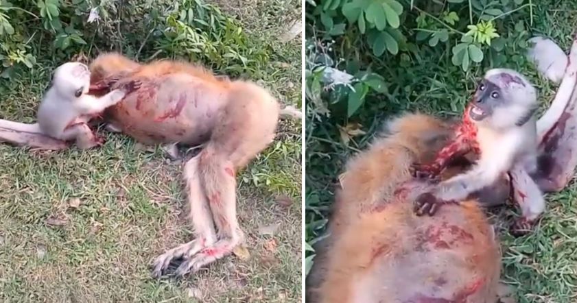 Обезьянка попыталась разбудить погибшую мать и попала на видео