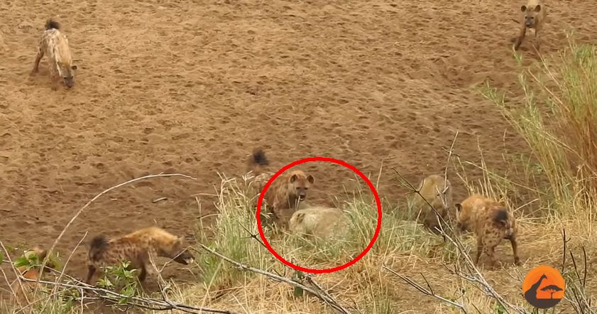 Нападение стаи голодных гиен на львицу попало на видео