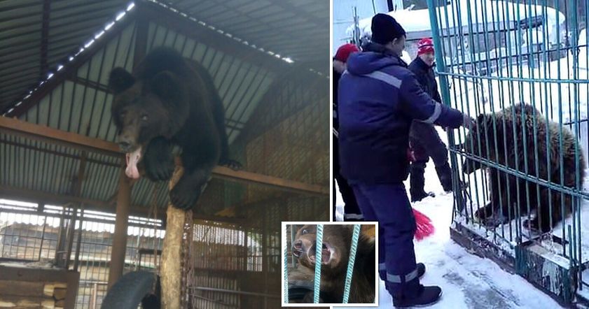 Медведь откусил руку женщине