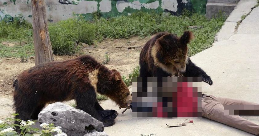 Домашний медведь задрал своего смотрителя